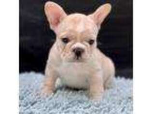 French Bulldog Puppy for sale in Hardy, AR, USA