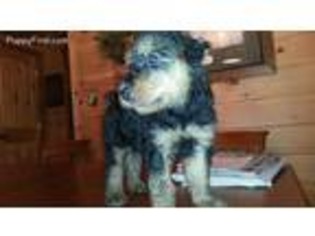 Airedale Terrier Puppy for sale in Lewistown, PA, USA