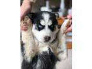 Siberian Husky Puppy for sale in Prim, AR, USA