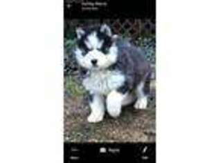 Siberian Husky Puppy for sale in Greeneville, TN, USA