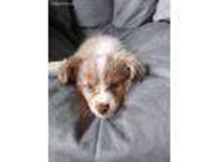 Miniature Australian Shepherd Puppy for sale in Bruner, MO, USA