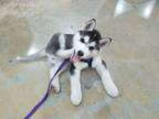 Siberian Husky Puppy for sale in Henderson, NV, USA