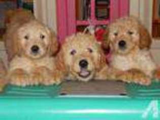 Goldendoodle Puppy for sale in MARSHALLVILLE, OH, USA