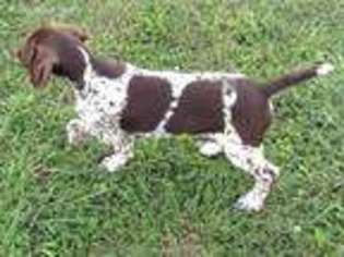 German Shorthaired Pointer Puppy for sale in Milford, IL, USA