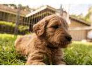 Goldendoodle Puppy for sale in Auburndale, FL, USA