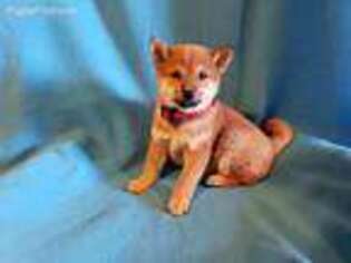 Shiba Inu Puppy for sale in Westside, IA, USA