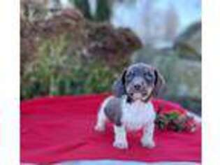 Dachshund Puppy for sale in Honey Brook, PA, USA