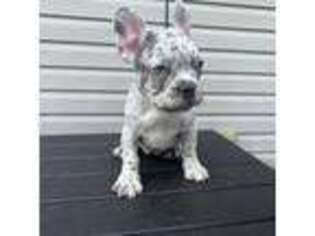 French Bulldog Puppy for sale in Edison, NJ, USA