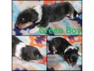 Collie Puppy for sale in Watertown, SD, USA