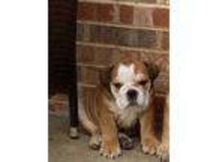 Bulldog Puppy for sale in Stuarts Draft, VA, USA