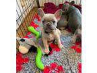 French Bulldog Puppy for sale in Tewksbury, MA, USA