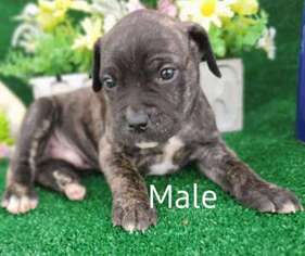 Cane Corso Puppy for sale in Shoshone, ID, USA