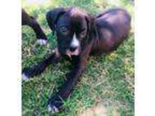 Boxer Puppy for sale in Austin, TX, USA