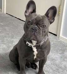 French Bulldog Puppy for sale in MYSTIC, CT, USA