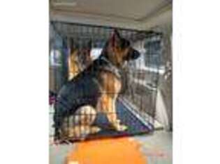 German Shepherd Dog Puppy for sale in Bridgeport, CT, USA