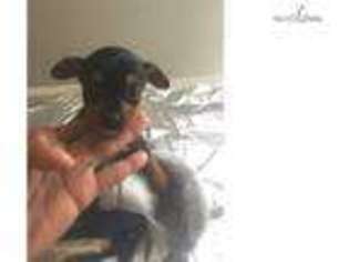Medium Photo #1 Chorkie Puppy For Sale in Hartford, CT, USA
