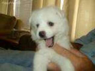 American Eskimo Dog Puppy for sale in Packwood, IA, USA