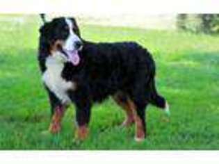 Bernese Mountain Dog Puppy for sale in Winchester, VA, USA