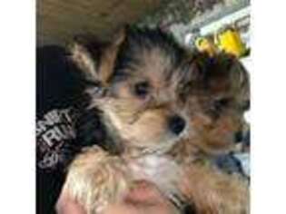 Yorkshire Terrier Puppy for sale in Lacona, NY, USA