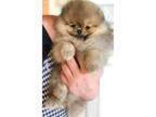 Pomeranian Puppy for sale in Framingham, MA, USA