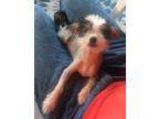 Chinese Crested Puppy for sale in Watha, NC, USA