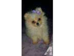 Pomeranian Puppy for sale in TACOMA, WA, USA