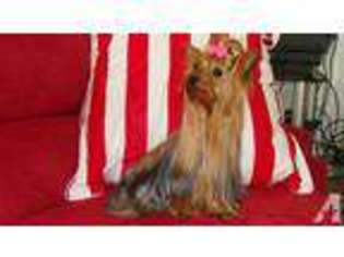 Yorkshire Terrier Puppy for sale in CALLANDS, VA, USA