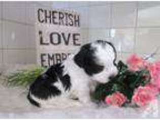 Shih-Poo Puppy for sale in CANTON, OH, USA