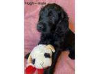 Labradoodle Puppy for sale in East Freetown, MA, USA