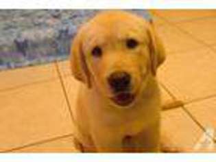 Labrador Retriever Puppy for sale in BRADENTON, FL, USA
