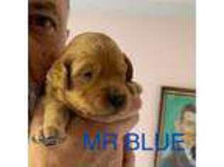 Goldendoodle Puppy for sale in Palmetto, FL, USA