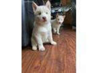 Siberian Husky Puppy for sale in Brentwood, NY, USA