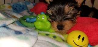 Yorkshire Terrier Puppy for sale in Vancouver, British Columbia, Canada