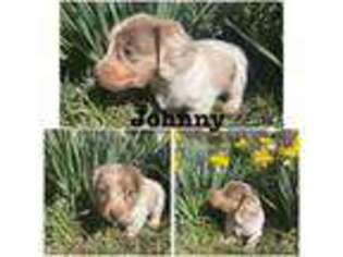 Dachshund Puppy for sale in Alton, MO, USA
