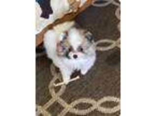 Pomeranian Puppy for sale in Bakersfield, CA, USA