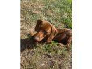 Dachshund Puppy for sale in Raymore, MO, USA