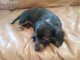 Dachshund Puppy for sale in Batesburg, SC, USA