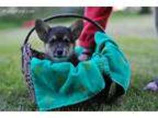 Pembroke Welsh Corgi Puppy for sale in Walthill, NE, USA