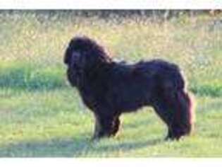 Newfoundland Puppy for sale in Winfield, PA, USA