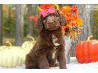 Newfoundland Puppy for sale in Charlotte, NC, USA
