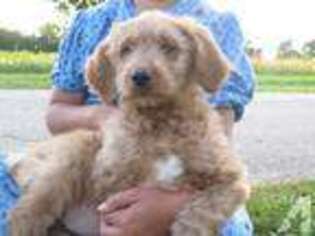 Goldendoodle Puppy for sale in LENA, WI, USA