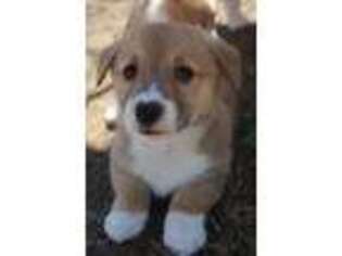 Pembroke Welsh Corgi Puppy for sale in Griswold, IA, USA