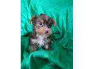 Yorkshire Terrier Puppy for sale in Telephone, TX, USA