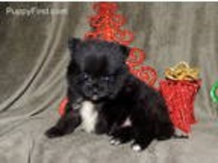 Pomeranian Puppy for sale in Harrington, DE, USA