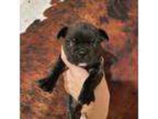French Bulldog Puppy for sale in Crockett, VA, USA