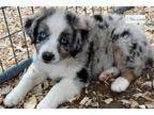 Australian Shepherd Puppy for sale in Abilene, TX, USA
