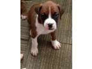 Boxer Puppy for sale in Leesburg, FL, USA
