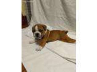 Bulldog Puppy for sale in Plymouth, PA, USA