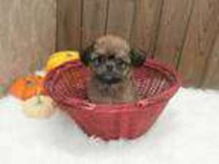Brussels Griffon Puppy for sale in Wood River, NE, USA
