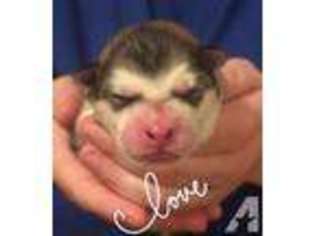 Alaskan Malamute Puppy for sale in GARY, TX, USA